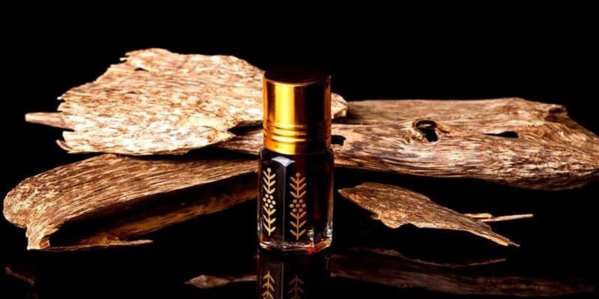 What is oud? A fascinating journey through nature and craftsmanship