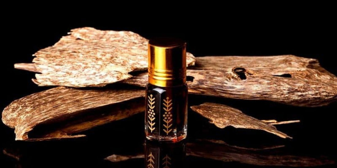 What is oud? A fascinating journey through nature and craftsmanship